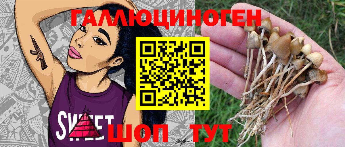 Галлюциногенные грибы Psilocybe Алейск